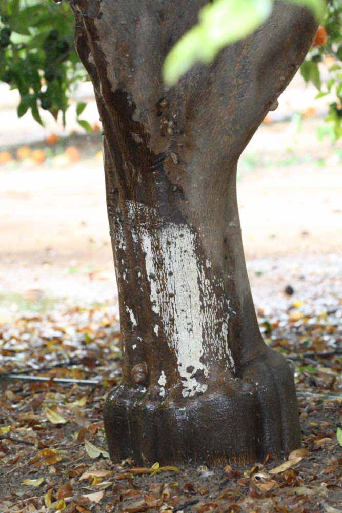            Bark (Riverside, CA)   